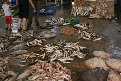 Gazan Fish Market, Palestine 2010